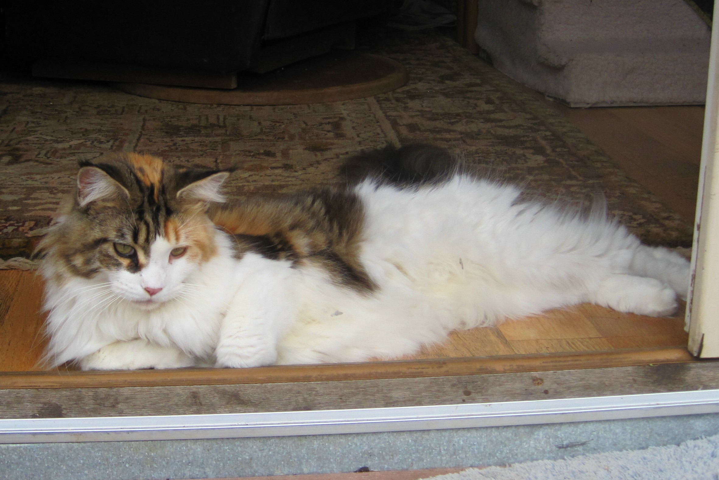 5 to 10 POUND DOGS AND CATS
