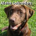 Aloha Labradors